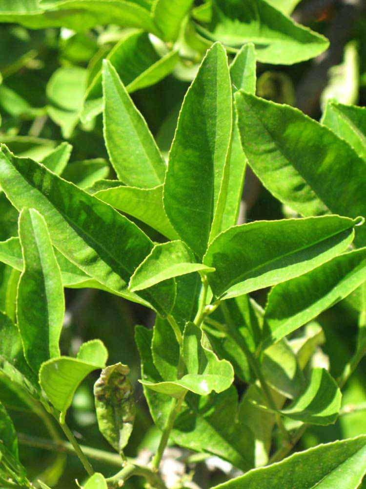              Sun leaves (Riverside, CA)       